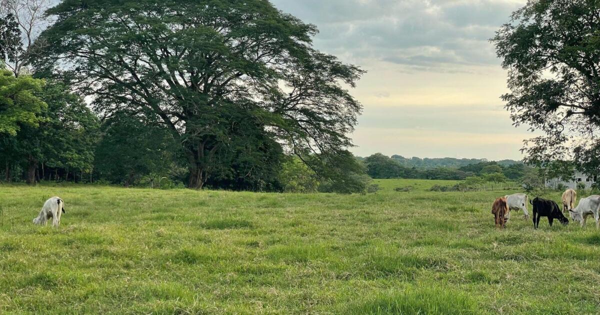 Lot for sale in David, Chiriquí