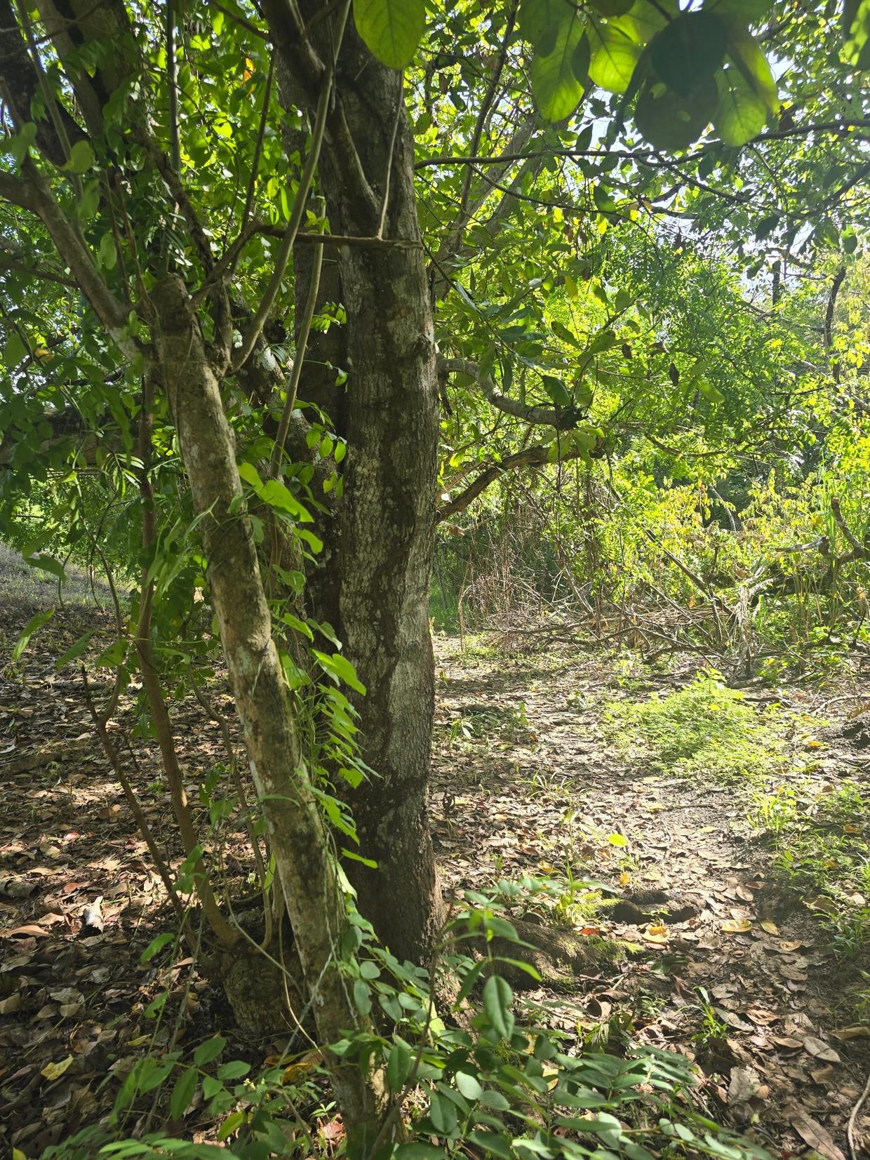 photo_server